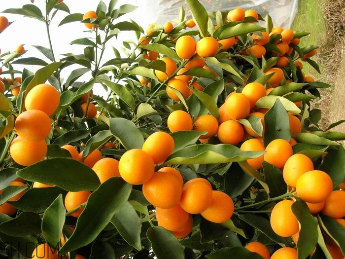 吃了金桔能喝牛奶嗎？金桔和牛奶能一起吃嗎？