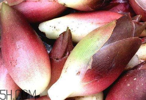 洋合筍多少錢(qián)一斤 洋合筍種子哪里有賣