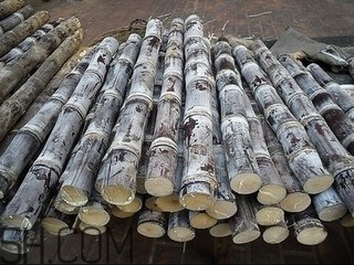 吃完甘蔗多久可以吃柿子？甘蔗和柿子一起吃了怎么辦？