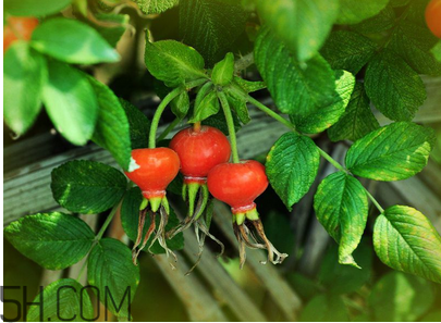 unichi玫瑰果膠囊能美白祛斑嗎？unichi玫瑰果膠囊有副作用嗎？