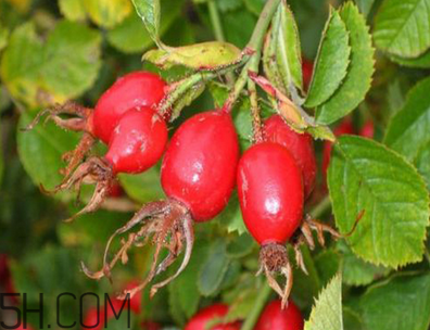 unichi玫瑰果膠囊能美白祛斑嗎？unichi玫瑰果膠囊有副作用嗎？