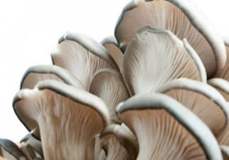 平菇可以和雞蛋一起做湯嗎？平菇和木耳能一起吃嗎？