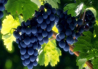 老年人吃葡萄有哪些好處？吃葡萄的注意事項(xiàng)是什么？