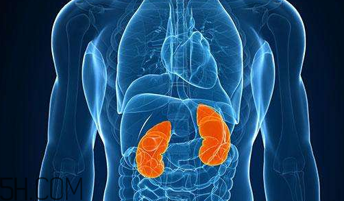 腎不好會(huì)早衰越長(zhǎng)越矮？護(hù)腎千金方早用早好