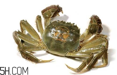 冬天可以吃大閘蟹嗎？冬天怎么吃大閘蟹？