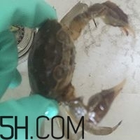 冬天可以吃大閘蟹嗎？冬天怎么吃大閘蟹？