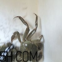 冬天可以吃大閘蟹嗎？冬天怎么吃大閘蟹？