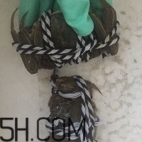 冬天可以吃大閘蟹嗎？冬天怎么吃大閘蟹？