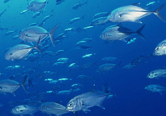 biopharma魚油功效 挪威biopharma魚油怎么吃？