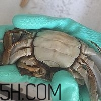 冬天可以吃大閘蟹嗎？冬天怎么吃大閘蟹？