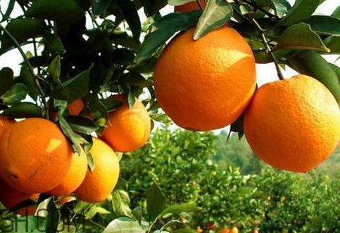 冰糖柑上火嗎？好吃不上火