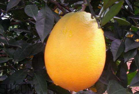 冰糖柑的功效與作用 五大營養(yǎng)功效 冰糖柑的功效與作用 五大營養(yǎng)功效