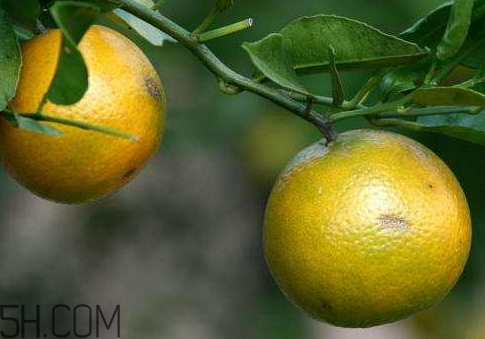 貢柑上火嗎？敗毒化痰不上火