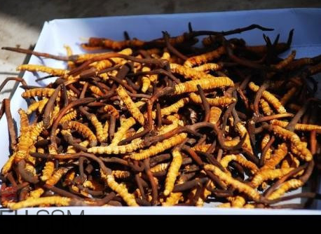 冬蟲(chóng)夏草沒(méi)有傳說(shuō)中那么神？冬蟲(chóng)夏草只有保健功能