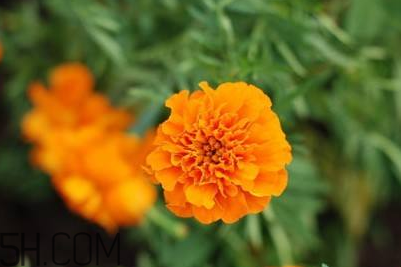 近視和葉黃素缺乏有關(guān)？盤點葉黃素的重要性