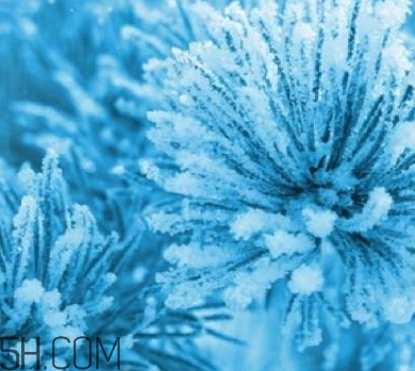 自然堂雪松精油怎么樣？雪松御齡綻放年輕光彩