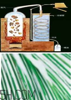 自然堂雪松精油怎么樣？雪松御齡綻放年輕光彩