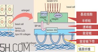 自然堂雪松精油怎么樣？雪松御齡綻放年輕光彩