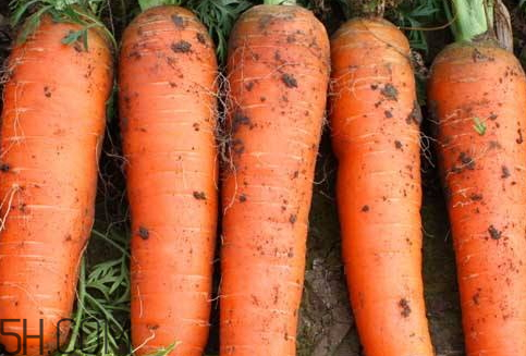 胡蘿卜皮變黑還能吃嗎 建議不要食用 胡蘿卜皮變黑還能吃嗎 建議不要食用