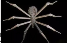 巴克球多少錢一盒？低價格的網(wǎng)紅玩具