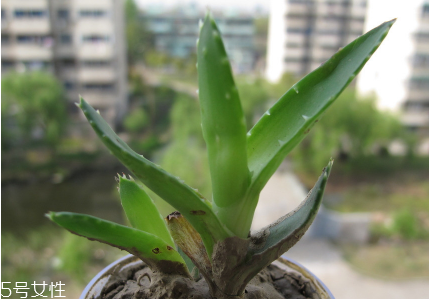 蘆薈泡酒能治腳氣嗎？蘆薈膠主要是細(xì)菌殺毒