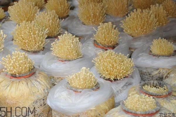 金針菇的食用禁忌有哪些？金針菇四大禁忌