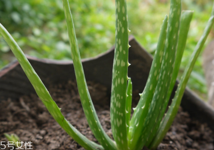 寶寶擦傷臉能用蘆薈膠嗎？寶寶使用蘆薈膠的注意事項