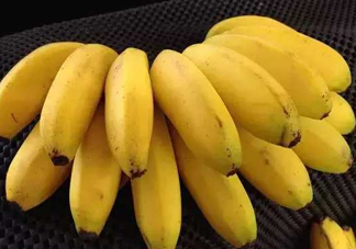 猴子為什么愛(ài)吃香蕉？熱量高營(yíng)養(yǎng)多令人高興