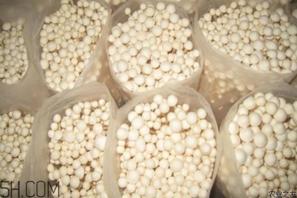 金針菇的食用禁忌有哪些？金針菇四大禁忌