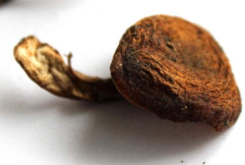 野生榛蘑多少錢一斤 榛蘑價格行情變化 野生榛蘑多少錢一斤 榛蘑價格行情變化