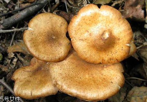 野生榛蘑多少錢一斤 榛蘑價格行情變化 野生榛蘑多少錢一斤 榛蘑價格行情變化