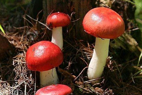 紅菇什么時(shí)候采摘 秋季是紅菇采摘季 紅菇什么時(shí)候采摘 秋季是紅菇采摘季