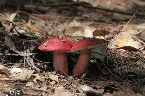 紅菇什么時(shí)候采摘 秋季是紅菇采摘季 紅菇什么時(shí)候采摘 秋季是紅菇采摘季