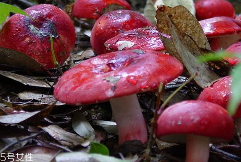 紅菇什么時(shí)候采摘 秋季是紅菇采摘季 紅菇什么時(shí)候采摘 秋季是紅菇采摘季