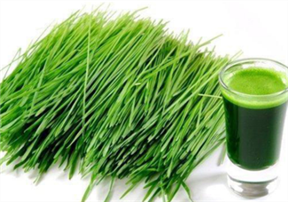 青汁一天喝幾袋最減肥？日本瘋傳的減肥飲食大法