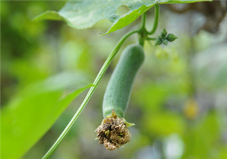 絲瓜放冰箱是冷凍還是冷藏保存？絲瓜發(fā)苦可能有毒