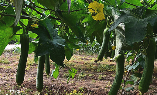 絲瓜放冰箱是冷凍還是冷藏保存？絲瓜發(fā)苦可能有毒