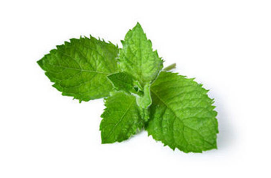 薄荷葉的做法有哪些？薄荷葉三大做法