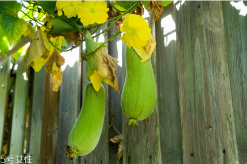 絲瓜老了還能吃嗎？軟的絲瓜口感會比較鮮甜
