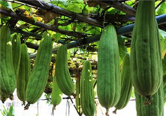 絲瓜老了還能吃嗎？軟的絲瓜口感會(huì)比較鮮甜