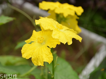 絲瓜放冰箱是冷凍還是冷藏保存？絲瓜發(fā)苦可能有毒