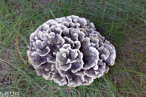 干巴菌怎樣才不苦澀 注意以下兩點 干巴菌怎樣才不苦澀 注意以下兩點