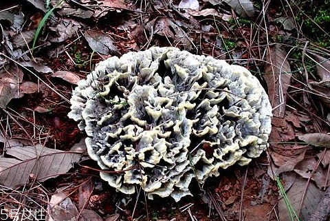 干巴菌怎樣才不苦澀 注意以下兩點 干巴菌怎樣才不苦澀 注意以下兩點