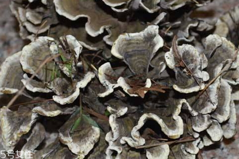 干巴菌可以放冰箱嗎 保存干巴菌小技巧 干巴菌可以放冰箱嗎 保存干巴菌小技巧