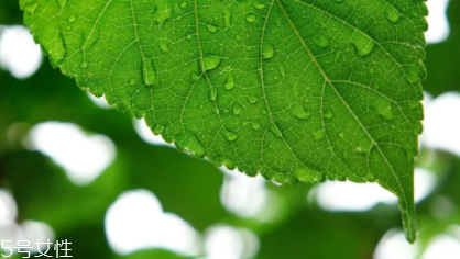桑葉茶哪些人不能喝？過多飲用傷脾胃傷腎