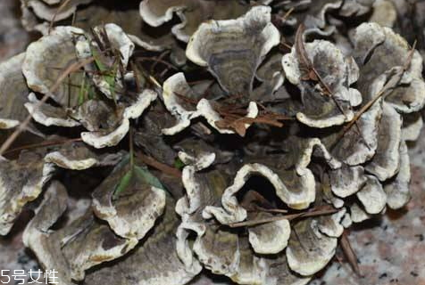 干巴菌可以人工種植嗎 至今仍未實(shí)現(xiàn) 干巴菌可以人工種植嗎 至今仍未實(shí)現(xiàn)