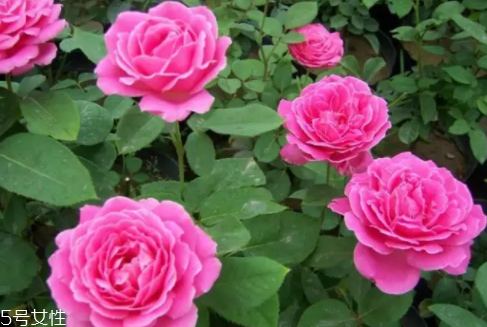 什么花不能放臥室養(yǎng)？含羞草誤食會(huì)脫發(fā)