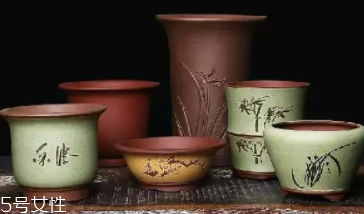 什么花不能放臥室養(yǎng)？含羞草誤食會(huì)脫發(fā)