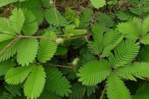 什么花不能放臥室養(yǎng)？含羞草誤食會(huì)脫發(fā)