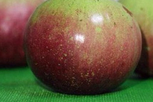 牛奶果皮能吃嗎？